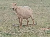 تيس, Alpine goat — الصورة 2