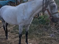 Caballo, Caballos — foto 3