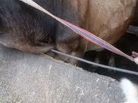 Vache, Race Alatauskaya — photo 3
