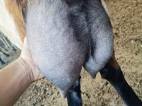 Țap, Nubian Goat — foto 1