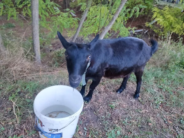 Cabra, Cabras — Moldávia