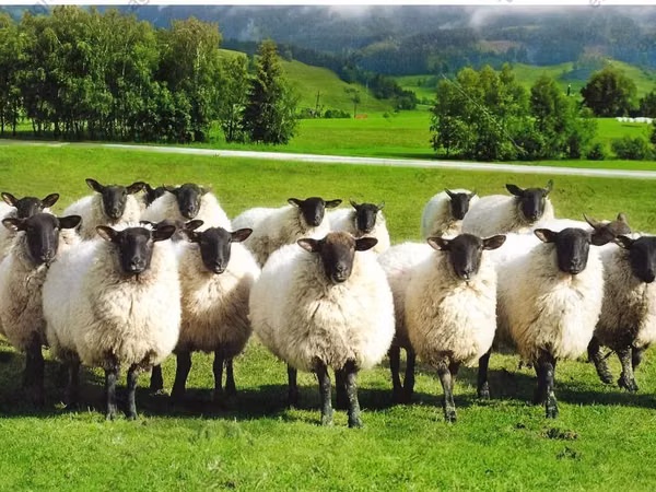 Sheep, Romanov sheep