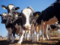 Гранулированный комбикорм для крупного рогатого скота / Nutraț combinat granulat pentru bovine — foto 1