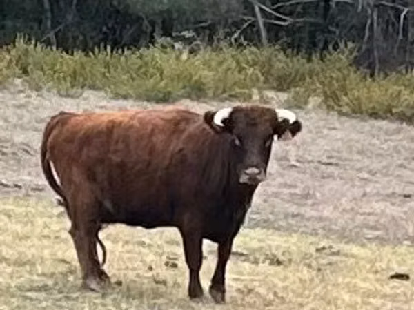 Vache, Dexter