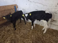 Sigir, Russian Black pied cattle — 2-rasm
