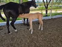 Iapă, Akhal-Teke — foto 4