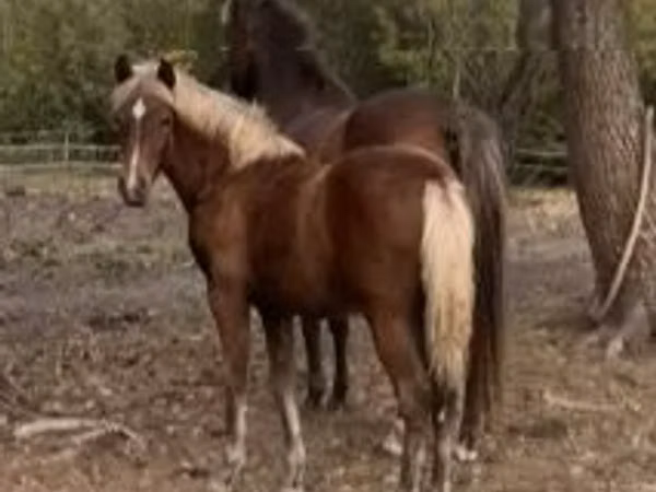 فرس, Haflinger