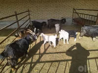 Capră, Capre — foto 1
