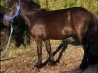 Cal, Dutch warmblood horse — foto 2