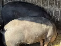 母猪, Pigs — 照片 5