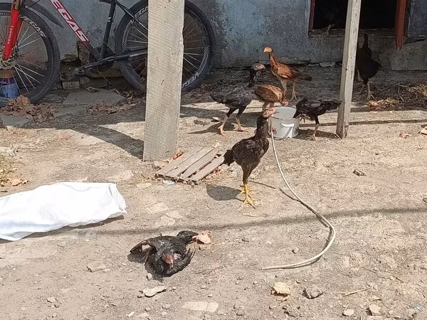 Chickens