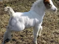 घोड़ी, Miniature horse — फ़ोटो 7