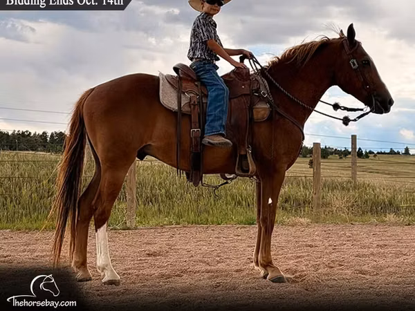 حصان, Quarter Horse