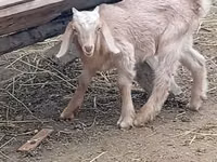 Taka, Damask goat — 2-rasm