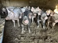 母猪, Pigs — 照片 2