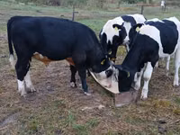 Bulle, Holstein-Rasse — Foto 1