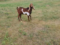 Ziegenbock, Nubian Goat — Foto 3