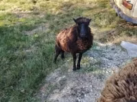 Oaie, Ouessant sheep — foto 6