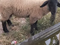 Oaie, White Suffolk sheep — foto 2