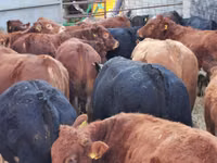 Bovins (lot, sexe non indiqué), Simmental cattle — photo 5