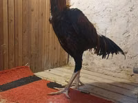 Chickens — الصورة 4