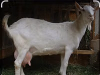 Ziegenbock, Saanen goat — Foto 5