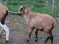 母羊, Cameroon sheep — 照片 2