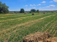 Продаю тюки люцерны, очень высокого качества. Это видно на фото. — 4-rasm