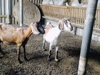 Dişi keçi, Nubian Goat — foto 1