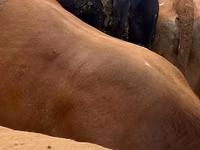 Bull, Cattle — photo 2