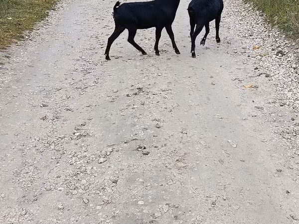 Capră, Murcia-Granada goats