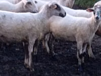 Oaie, Tsigai sheep — foto 1