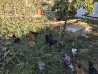 Chickens — foto 5