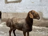 كبش, الأغنام — الصورة 2