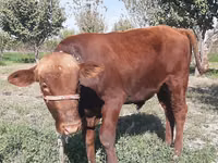 Bull, Cattle — photo 5