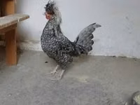 Голландская чёрная белохохлая — сүрөт 1