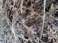 Lucerna — الصورة 2