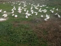 Pekin german — foto 4