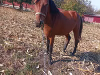母马, Horses — 照片 1