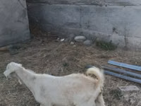 Ziege, Nubian Goat — Foto 7