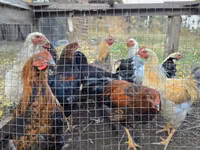 Chickens — الصورة 3