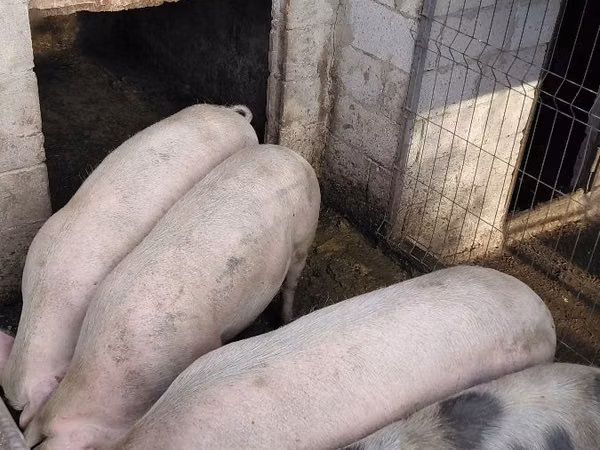 公猪, Pigs