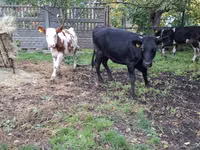 Vaca, Russian Black pied cattle — foto 5