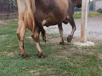 Vaca, Bovinos — foto 5