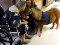 घोड़ी, Miniature horse — फ़ोटो 3