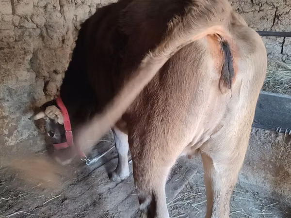 Bou, Bovine