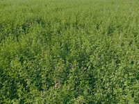 Люцерна в продаже — 3-rasm