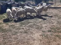 Qoç, Ile-de-France sheep — foto 2