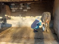 İnək, Latvian Blue cattle — foto 2