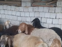 Bélier, Blackheaded Persian sheep — photo 3
